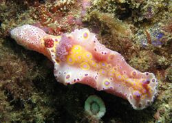 Ceratosoma brevicaudatum 4.jpg