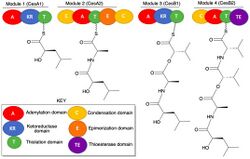 Cereulide biosynthesis.jpg