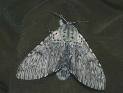 Cerura vinula - Puss moth - Большая гарпия (41137670021).jpg