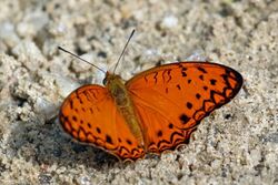 Common leopard fritillary (Phalanta phalantha aethiopica).jpg