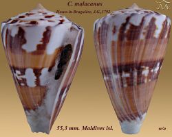Conus malacanus 2.jpg