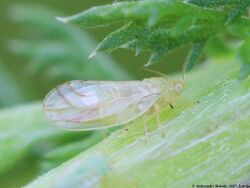 Craspedolepta subpunctata 01.JPG