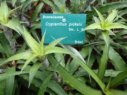 Cryptanthus pickelii.JPG