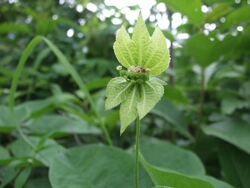 Dalechampia scandens.JPG