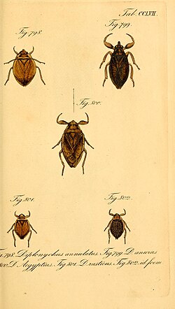 Die wanzenartigen Insecten (Tab. CCLVII) (7746526688).jpg