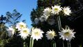 Echinopsis pachanoi displaying many short-lived flowers.jpg