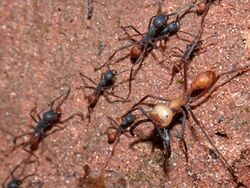 Eciton burchellii army ants.jpg