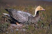Emperor Goose on nest (orange head).jpg