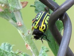 Escarabajo verde en una hoja.JPG