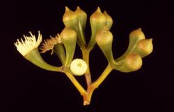 Eucalyptus loxophleba buds.jpg