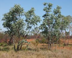 Eucalyptus pruinosa.jpg