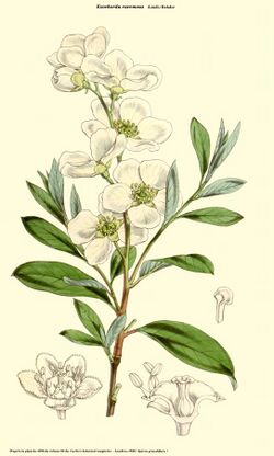 Exochorda racemosa (Spirea grandiflora).jpg