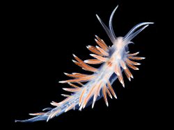 Flabellina-lineata.jpg