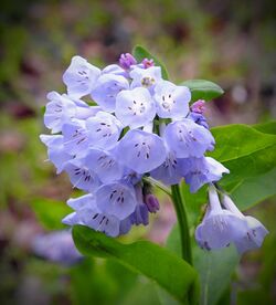 Flickr - Nicholas T - Shenks Ferry Wildflower Preserve (3).jpg