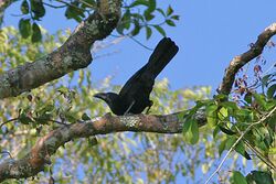 Flores Crow (Corvus florensis) (8074132731).jpg