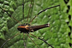 Forsteropsalis pureora male.jpg