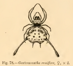 Gasteracantha remifera Pocock 1900.png