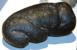 Smmothly rounded dark brown rock-like coprolite