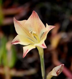 Gladiolus tristis Silvermine Sept 13 (1).jpg