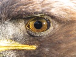 Golden Eagle eye.jpg