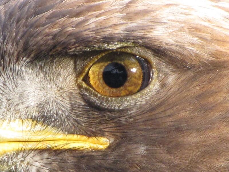 File:Golden Eagle eye.jpg