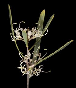 Hakea stenophylla - Flickr - Kevin Thiele.jpg
