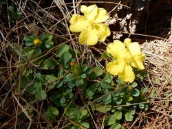 Hibbertia cowan creek.jpg