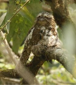 Hodgson’sFrogmouth.jpg