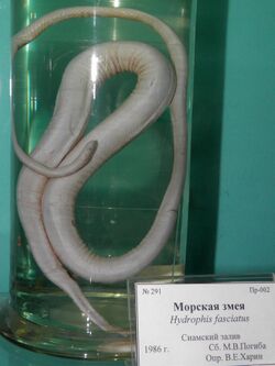 Hydrophis fasciatus.JPG