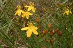 Hypericum linariifolium.jpg