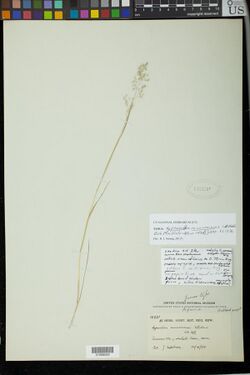 Hypseochloa cameroonensis-NMNH-01268552.jpg