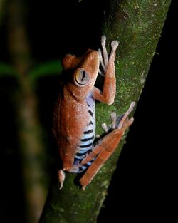 Hypsiboas calcaratus (Yasuni).jpg