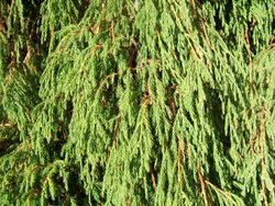 Juniperus recurva.jpg