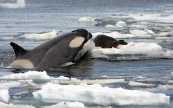 A killer whale sticking the front end of its body out of the water onto a floating piece of sea-ice to grab a dark-brown seal with light-brown-spots