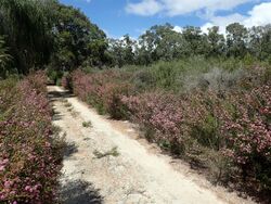 Kunzea rostrata habit.jpg