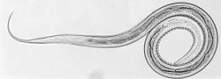 L3 stage larva of C. oncophora. Courtesy of Russel Avramenko.jpeg