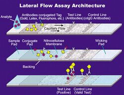 Lateral Flow Assay.jpg