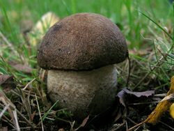 Leccinum melaneum.jpg