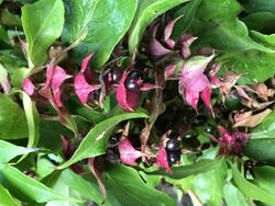 Leycesteria formosa Wall. - close-up of infructescence.jpg