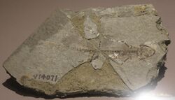 Liaoxitriton-Paleozoological Museum of China.jpg