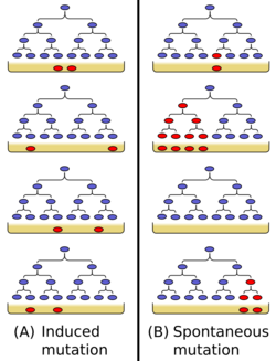 Luria-delbruck diagram.svg