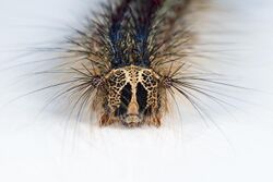 Caterpillar in frontal view