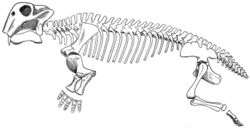 Full body view of the skeleton of a four footed animal.