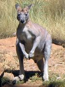 Gray kangaroo