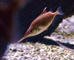 Macroramphosus scolopax Scheveningen Sea Life 15022016 1.jpg