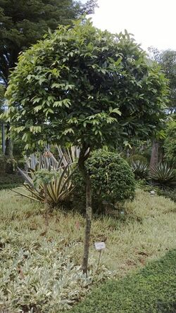 Melodorum fruticosum.jpg