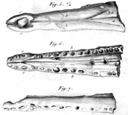 Metriorhynchus brevirostris.jpg