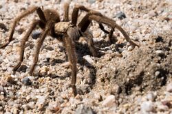 Tarantula native to the Mojave Desert searches for burrow.