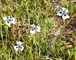 Moraea aristata.jpg