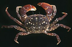 Mottled-shore-crab-paragrapsus-laevis-dorsal-view-389834-large.jpg